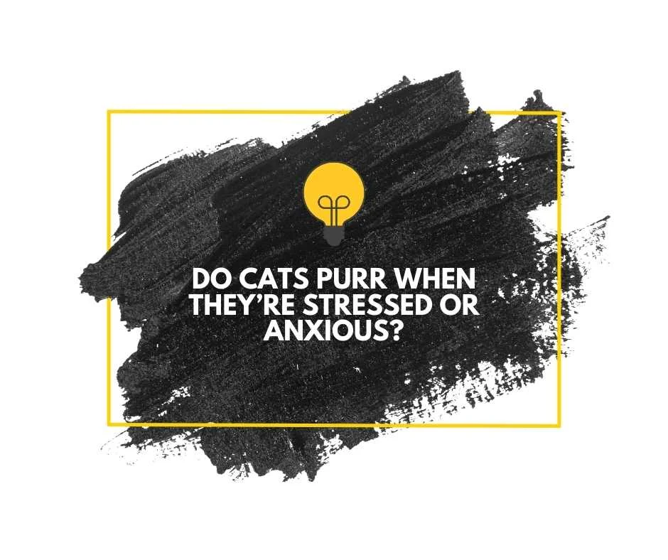 What Does It Mean When a Cat Purrs?