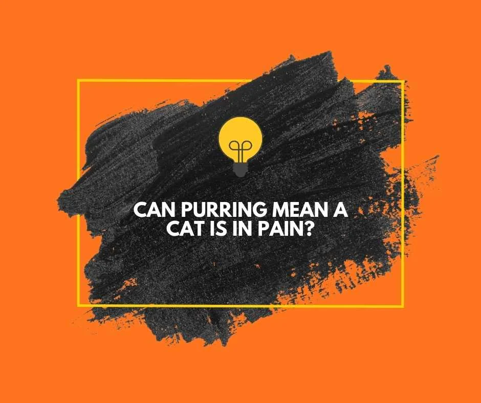 What Does It Mean When a Cat Purrs?