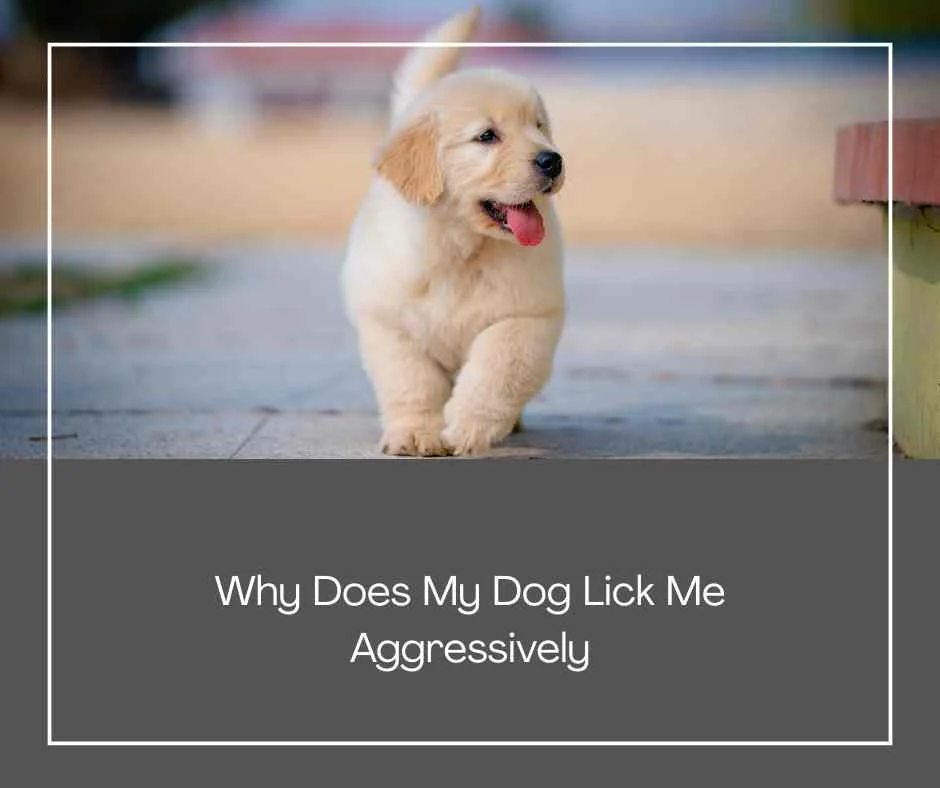 Why Does My Dog Lick Me Aggressively